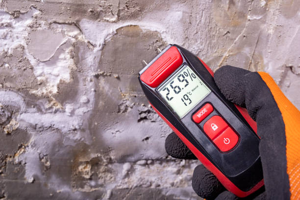 Best Professional Mold Removal  in Tavernier, FL