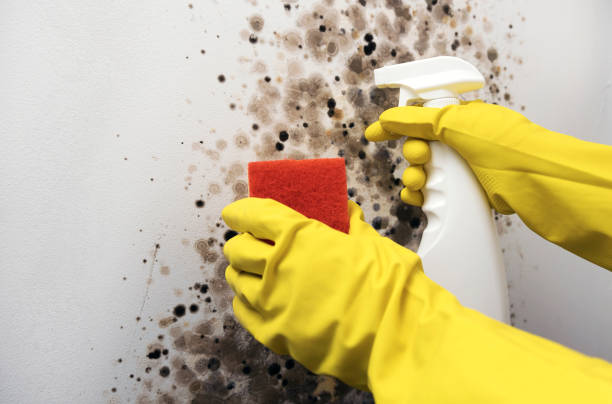 Best Crawl Space Mold Removal  in Tavernier, FL