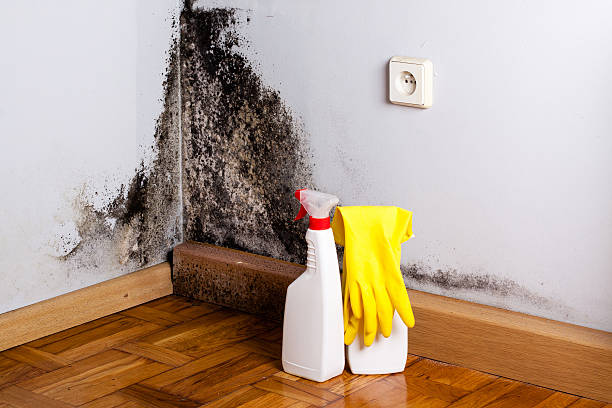 Office Mold Removal Services in Tavernier, FL