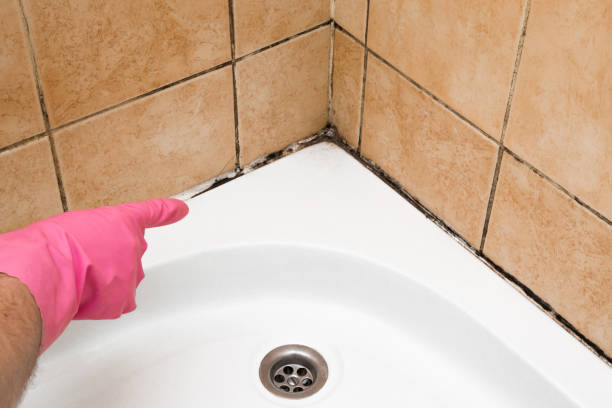Certified Mold Removal in Tavernier, FL