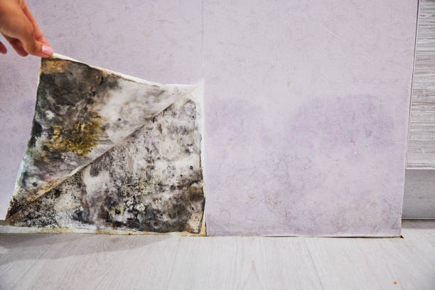 Best Mold Testing  in Tavernier, FL